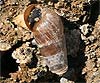 Rumina decollata (Caracol degollado, Caracol destructor)