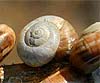 Theba pisana (Caracol blanco)