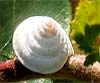 Trochoidea (Trochoidea) elegans
