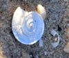 Xerosecta (Xerosecta) explanata