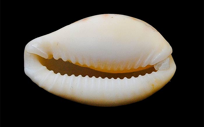 Naria spurca