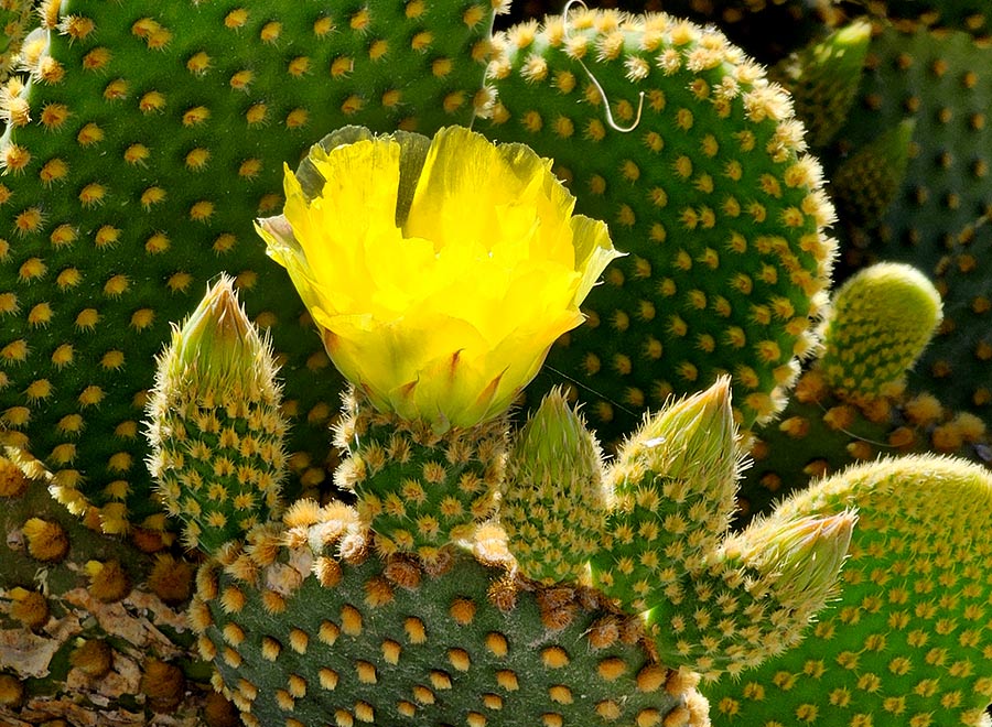 Jardín de cactus y suculentas 'Teresa'