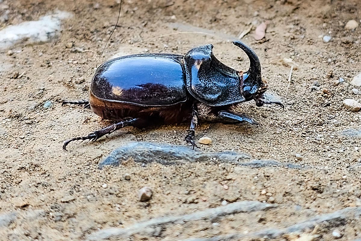 oryctes-nasicornis-escarabajo-rinoceronte