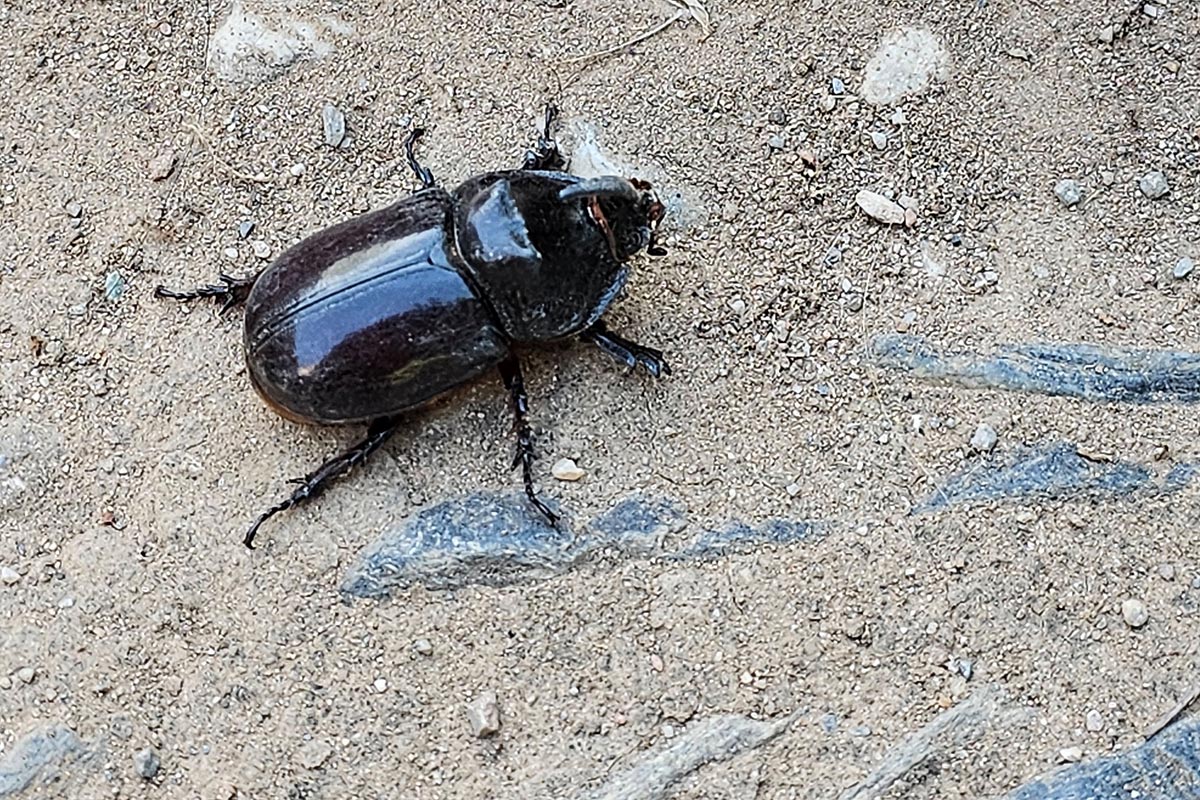 oryctes-nasicornis-escarabajo-rinoceronte