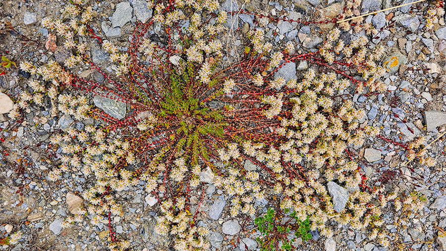 paronychia-argentea paronychia-argentea