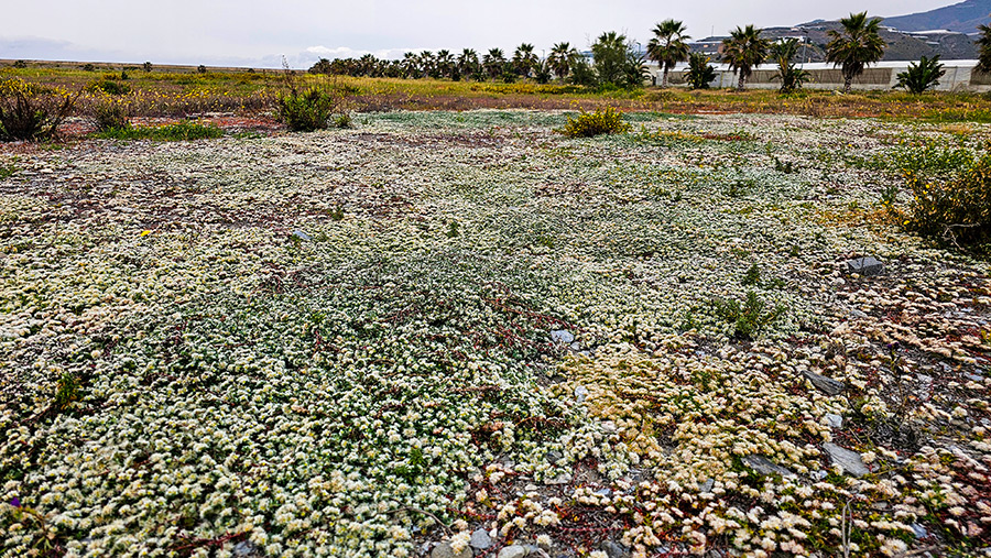paronychia-argentea paronychia-argentea