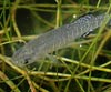 Aphanius iberus (Faret)