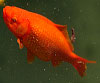 Carassius auratus Carpín