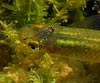 Gambusia affinis (Gambusia)