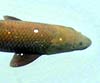 Luciobarbus sclateri (Barbo gitano)