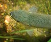 Oncorhynchus mykiss (Trucha arcoiris)