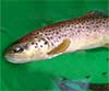 Salmo trutta (Trucha)
