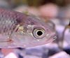 Squalius pyrenaicus (Cacho