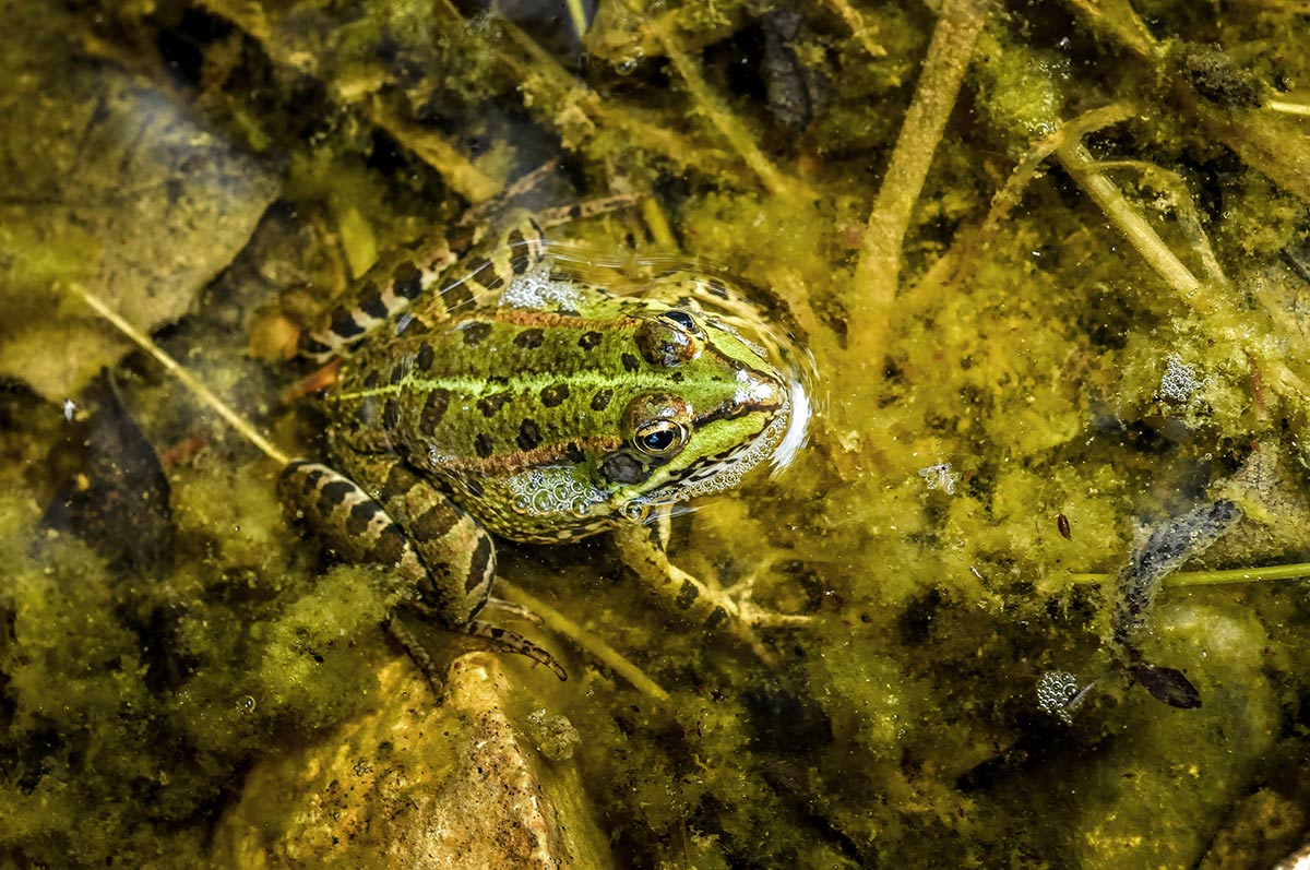 Guía de Anfibios