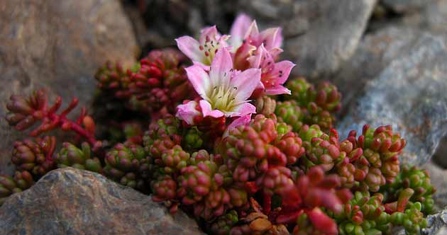 Guía de cactus en Waste Magazine