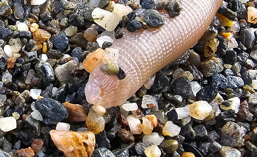 sipunculus-nudus sipunculus-nudus