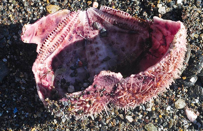 Spatangus purpureus - Mar de Alborán
