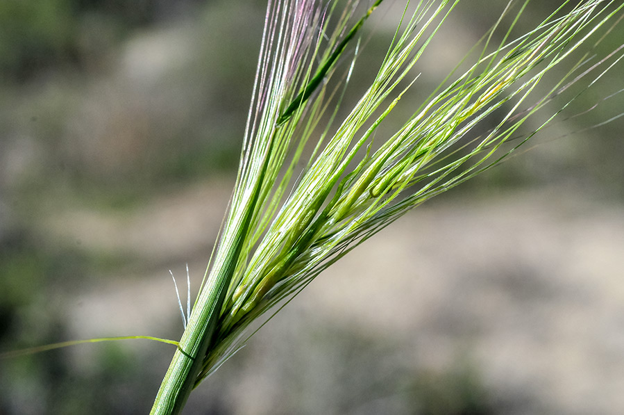 Stipa capensis- Stipellula capensis - J. E. Gómez Waste Magazine Stipa capensis- Stipellula capensis - J. E. Gómez Waste Magazine