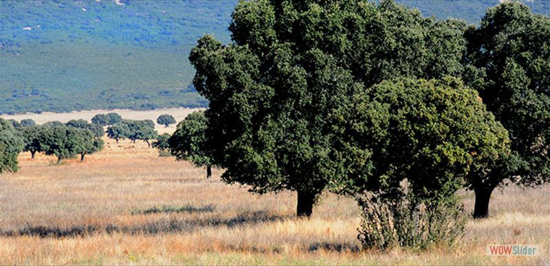 PARQUE NACIONAL DE CABAÑEROS