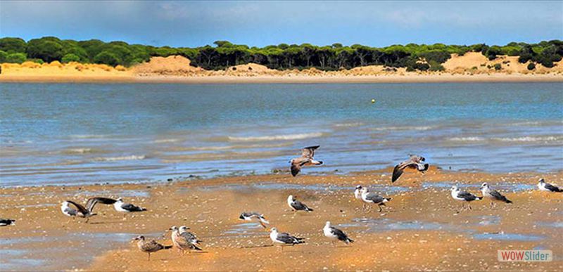 PARQUE NACIONAL DE DOÑANA