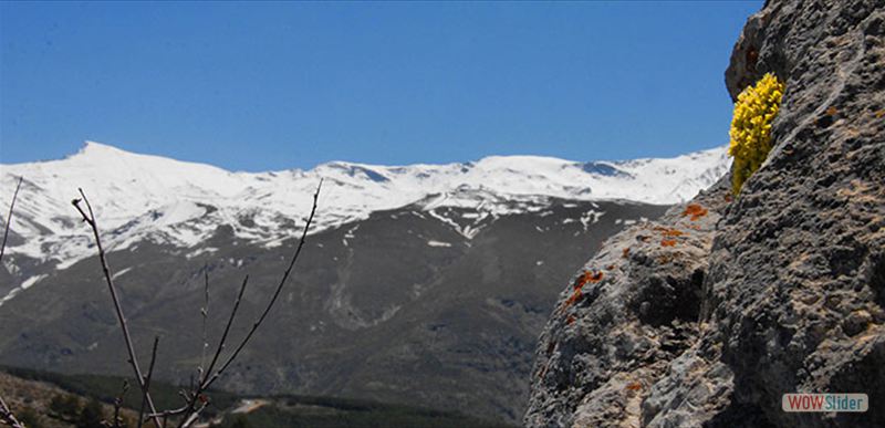SIERRA NEVADA