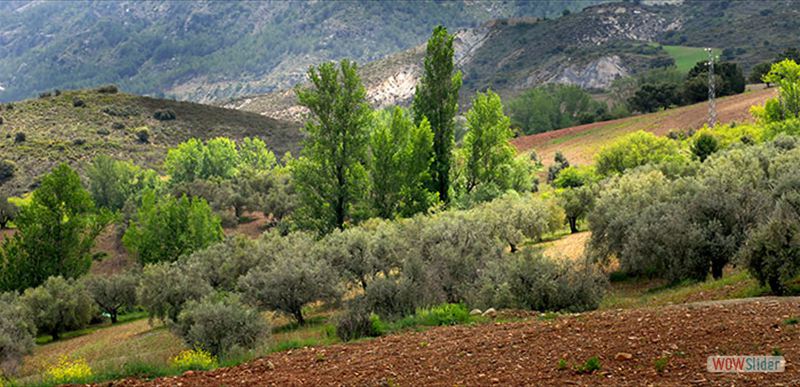 SIERRA NEVADA