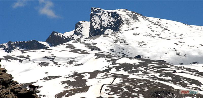 SIERRA NEVADA