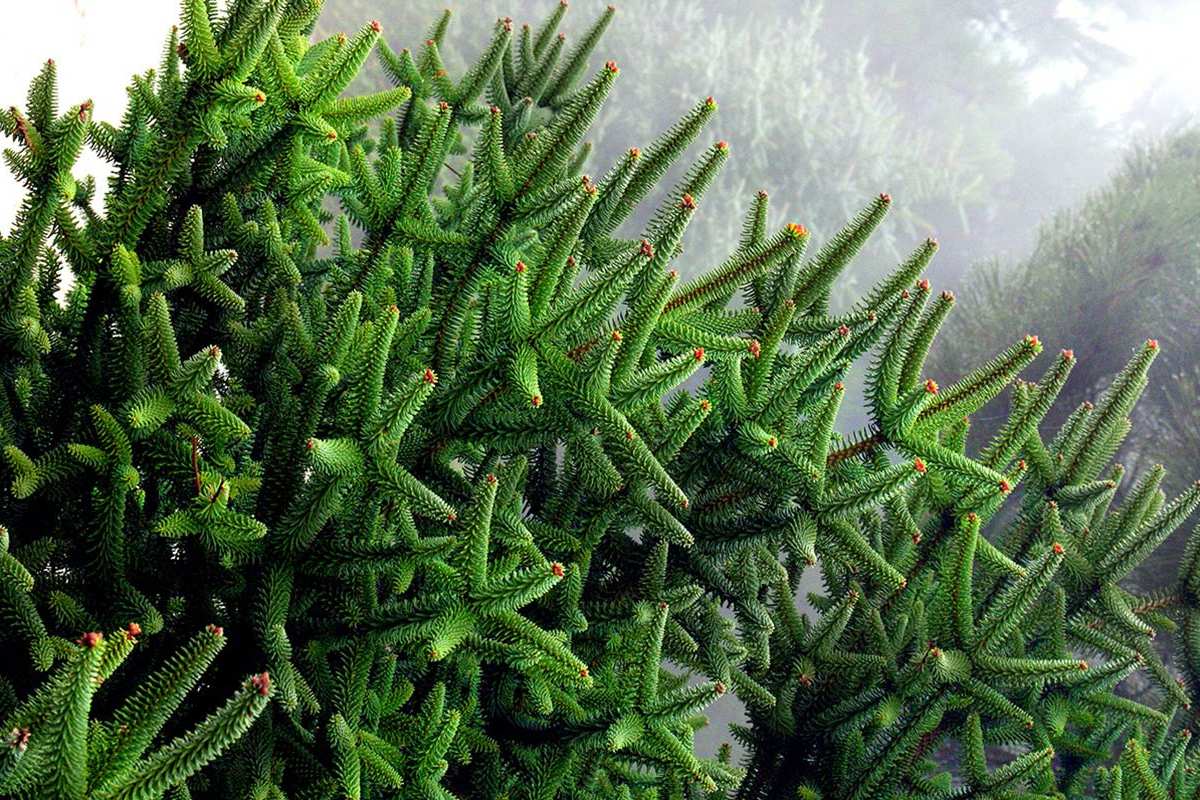 Abies pinsapo, pinzapo, Abeto de Andalucía