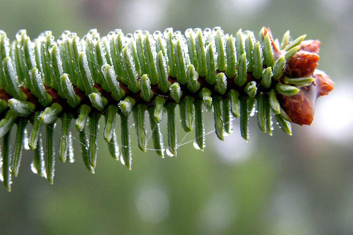 Abies pinsapo, pinzapo, Abeto de Andalucía