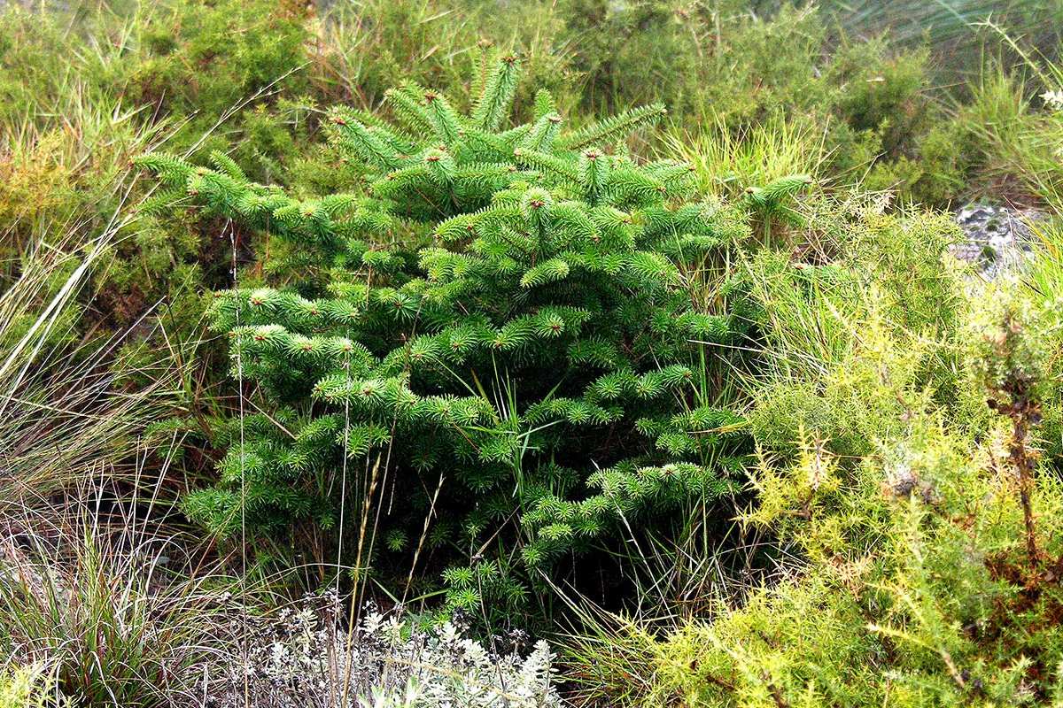 Abies pinsapo, pinzapo, Abeto de Andalucía