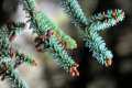 Abies pinsapo, pinzapo, Abeto de Andalucía, frutos
