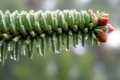 Abies pinsapo, pinzapo, Abeto de Andalucía
