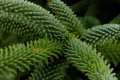 Abies pinsapo, pinzapo, Abeto de Andalucía