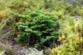 Abies pinsapo, pinzapo, Abeto de Andalucía