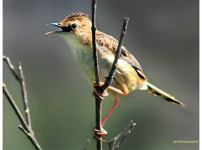cisticola42