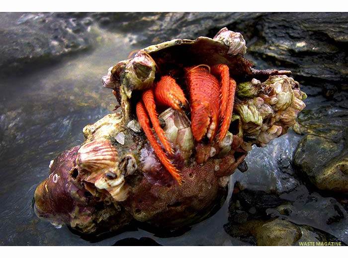 dardanusarrosor13