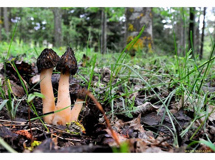 mitrophorasemilibera68