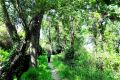 Acequia del Albaricoque o Acequia de la Estrella