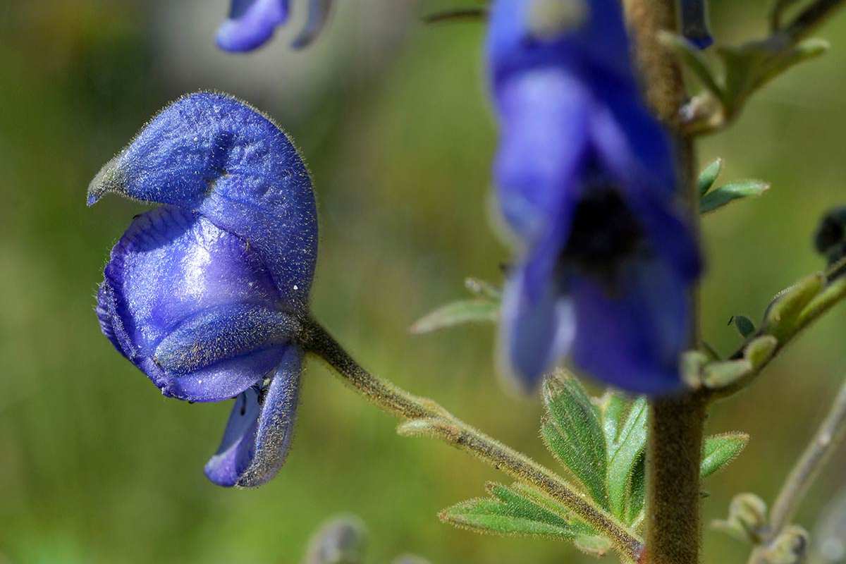 Aconitum burnatii