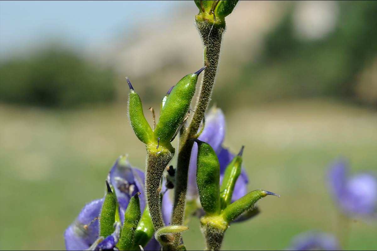 Aconitum burnatii