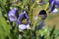 Aconitum burnatii