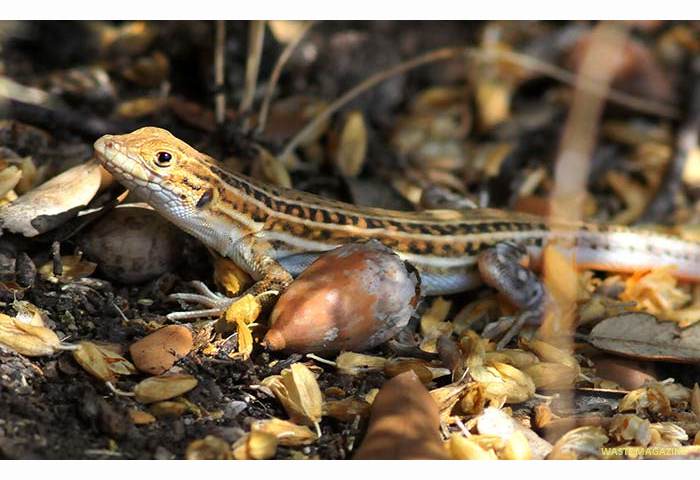 acanthodactyluserythrurus83