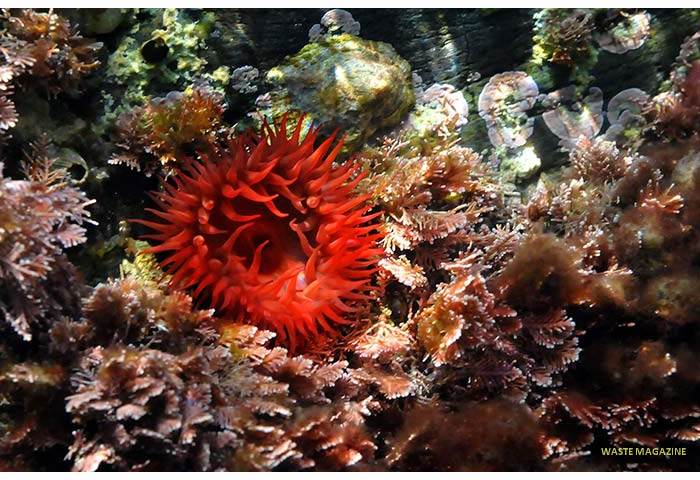 actiniaequina19