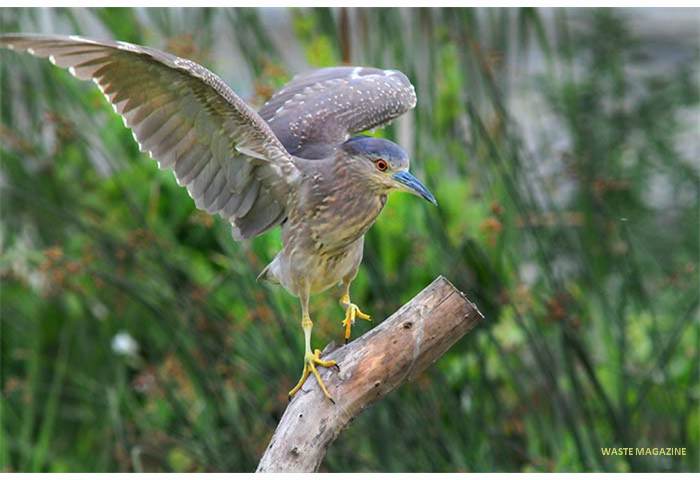 nycticoraxnycticorax117