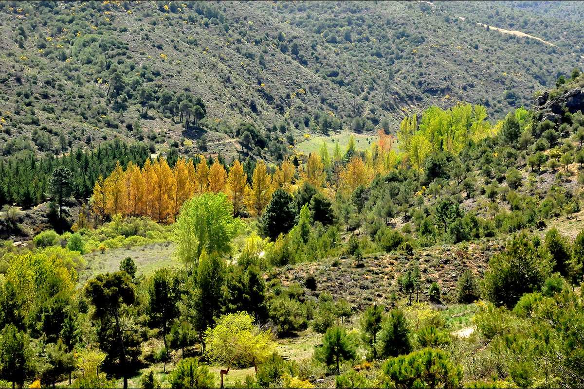 alamedas en la Resinera, río Cacín