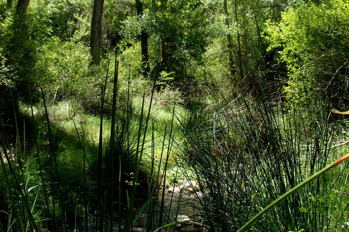 Río Gor