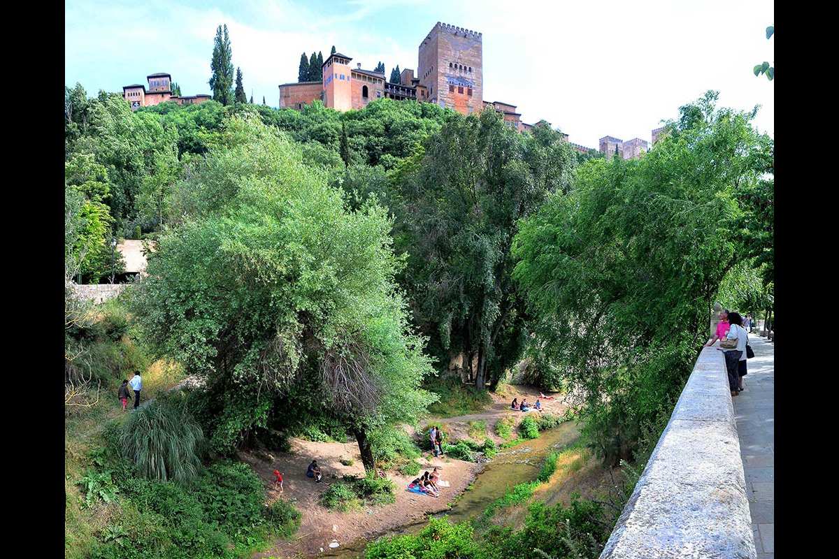 Alamos en la colina de la Alhambra, sobre el cauce del Darro