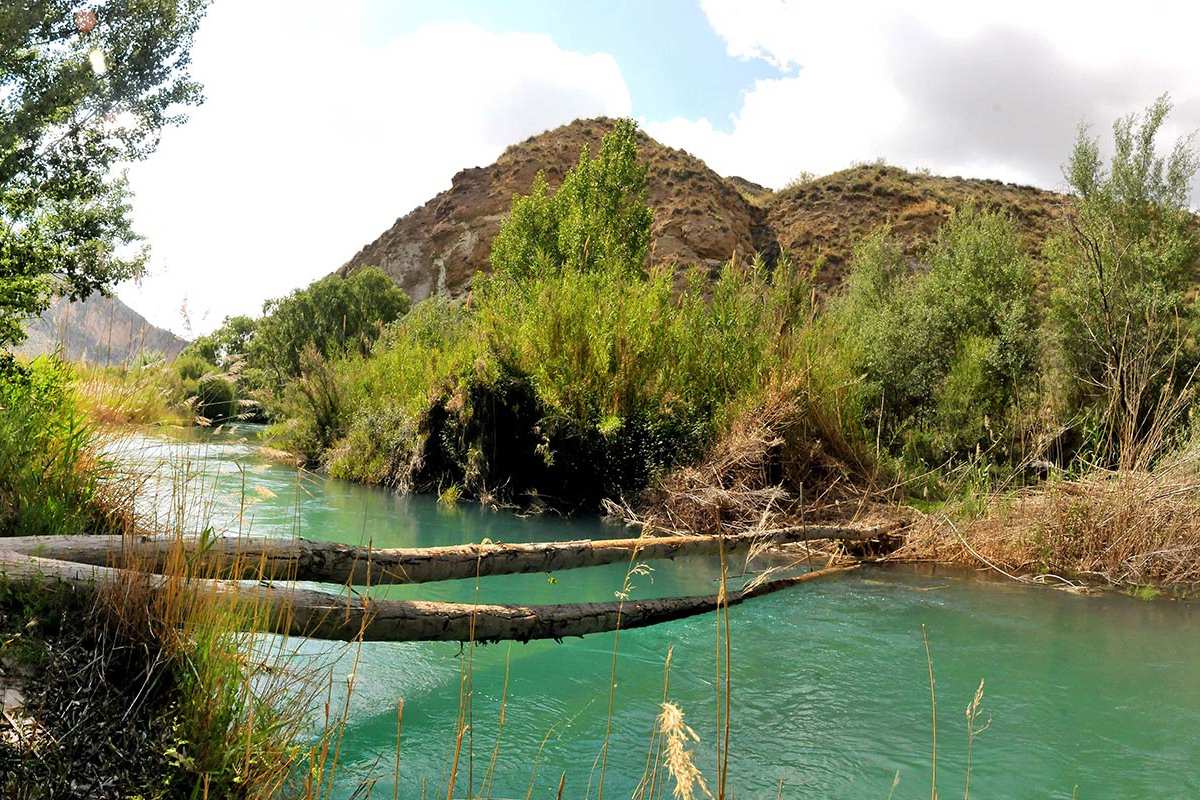 álamos en el río Guadiana Menor