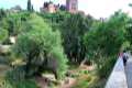 Alamos en la colina de la Alhambra, sobre el cauce del Darro
