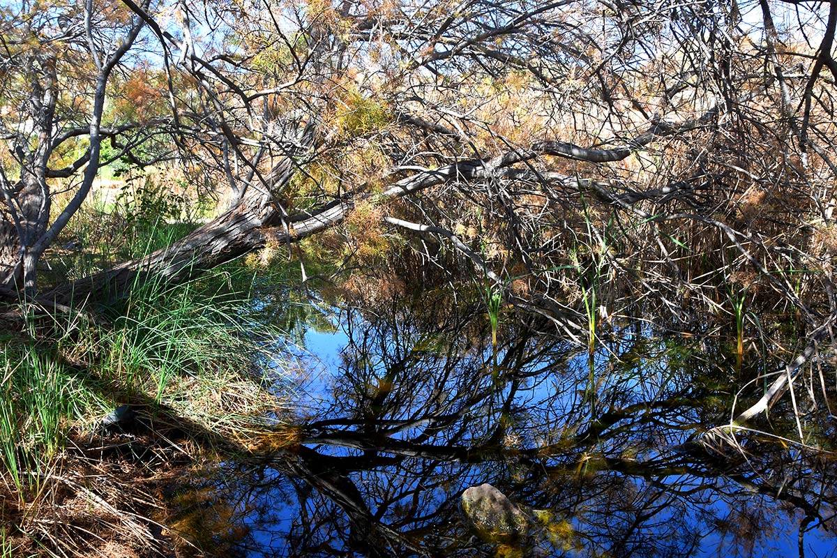 Jardin_Botanico_Albardinar-13